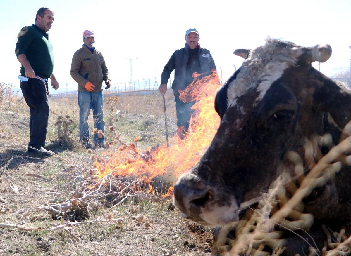 Erzurum'da suya düşen inek, ateş yakılarak ısıtıldı