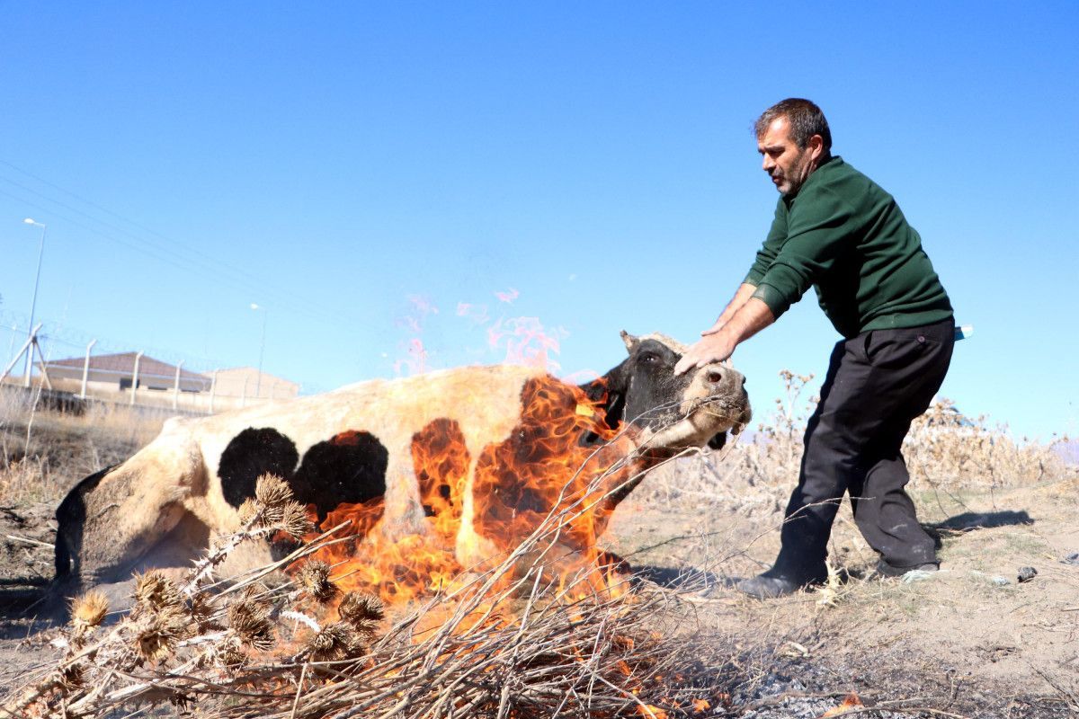 Erzurum'da suya düşen inek, ateş yakılarak ısıtıldı