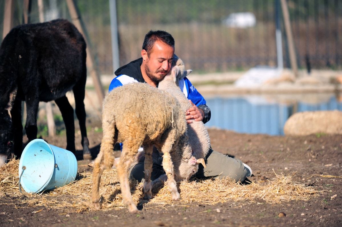 Antalya'da kurtarılan hayvanlar hayata tutundu