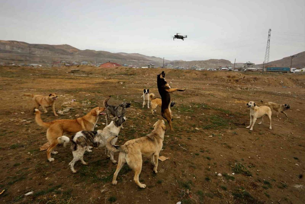 Van'da köpekler drone'un peşine takıldı