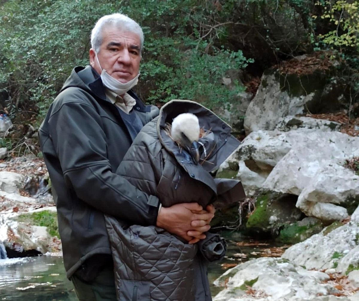 Osmaniye'de bir görevli, bitkin halde bulduğu akbabayı kurtardı