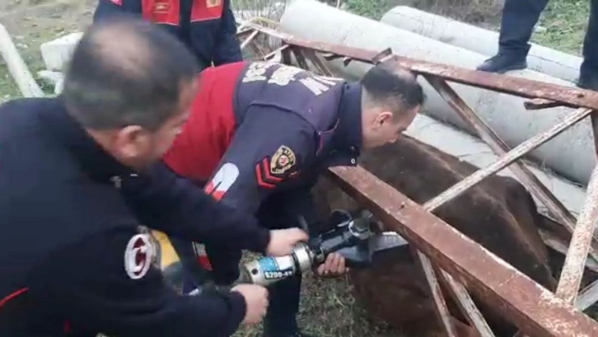 Aydın'da direğe sıkışan ineği itfaiye kurtardı
