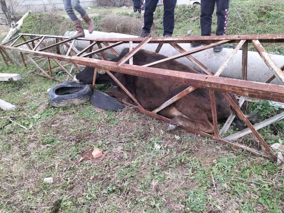 Aydın'da direğe sıkışan ineği itfaiye kurtardı