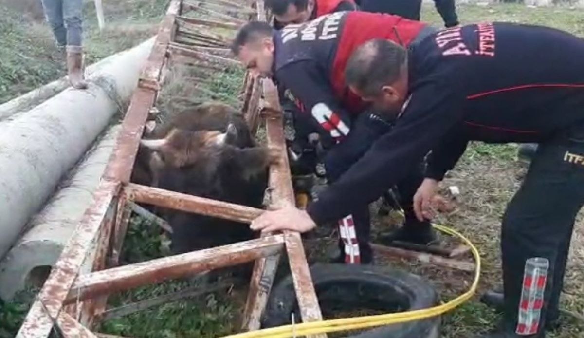 Aydın'da direğe sıkışan ineği itfaiye kurtardı