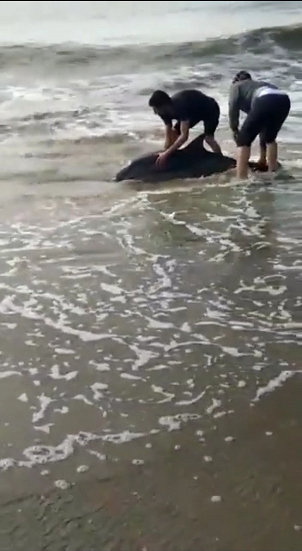 Antalya’da sahile vuran yunusu, vatandaşlar kurtardı