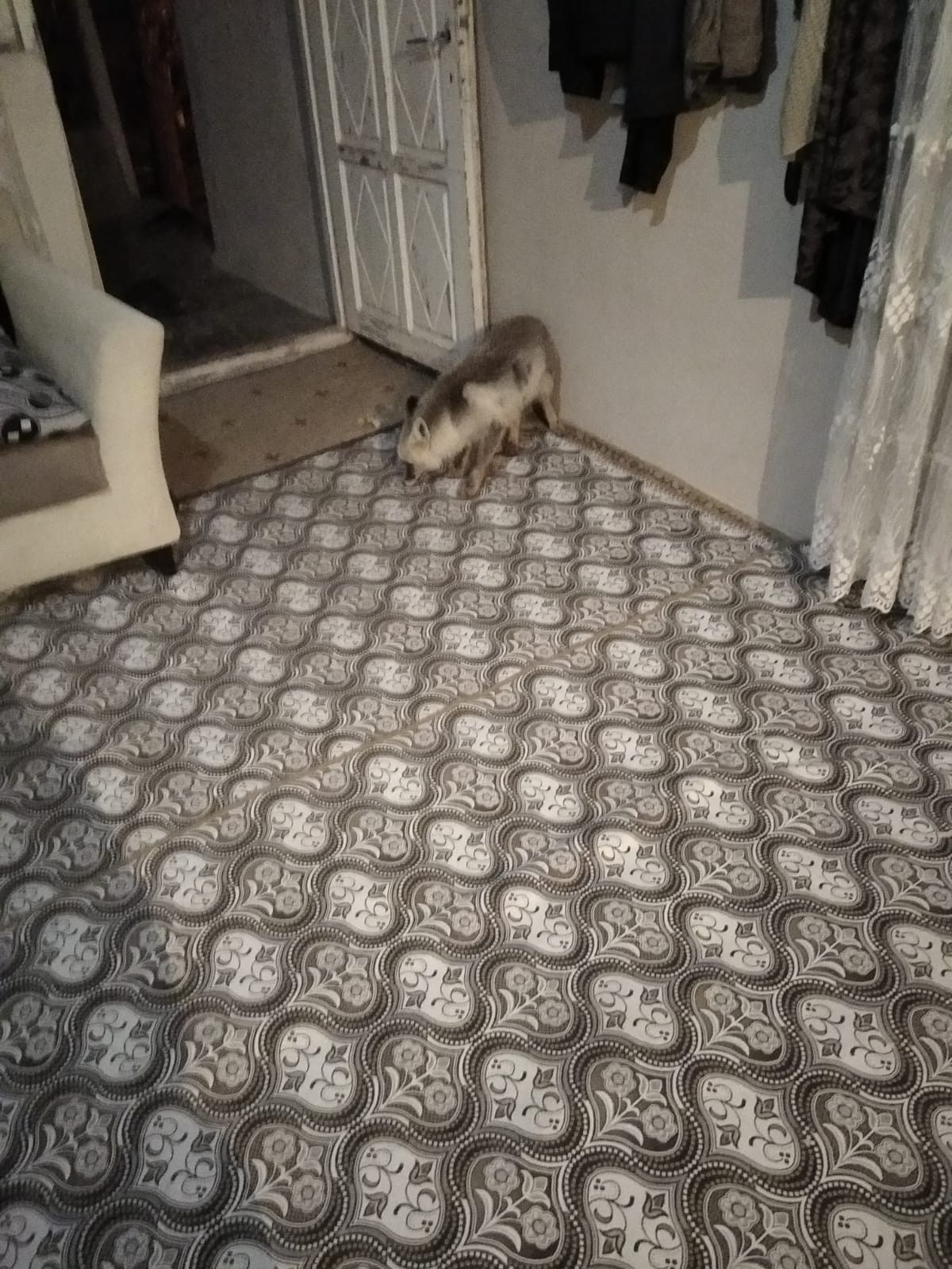 Van'da yiyecek arayan tilki muhtarın misafiri oldu