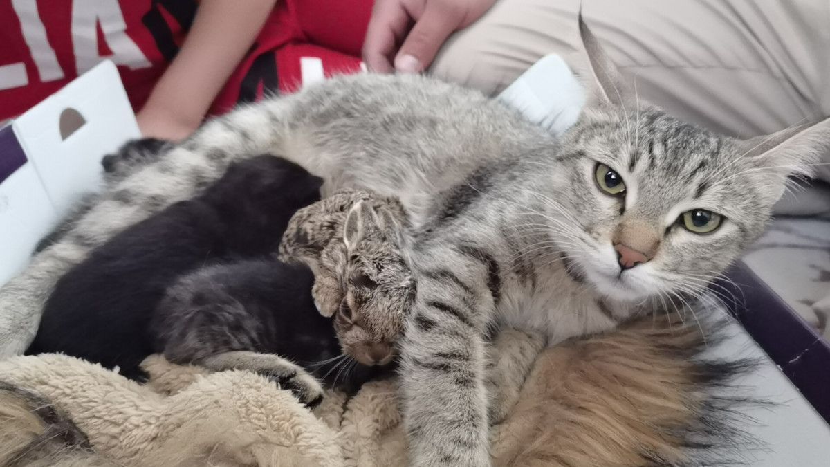 Bursa'da köpeklerin saldırdığı tavşana kedi sahip çıktı