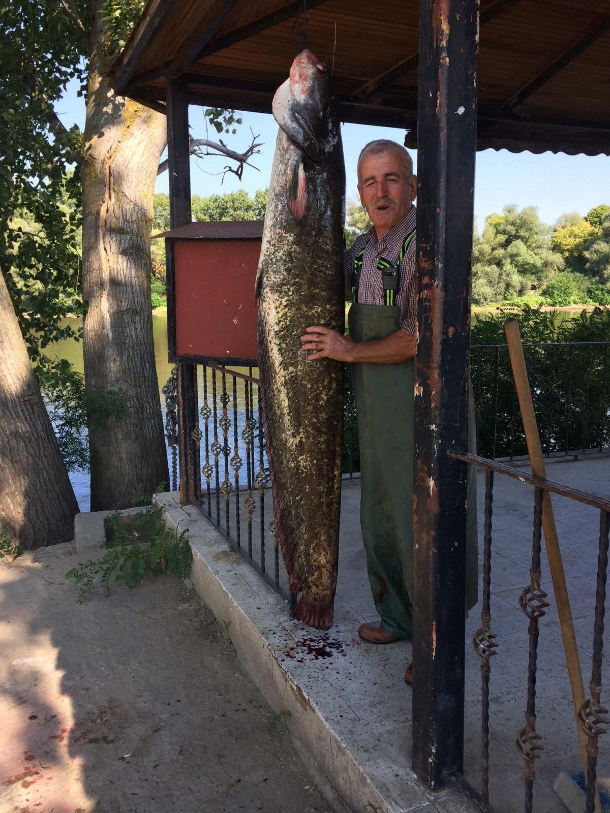 Edirne’de 1 metre 80 santimetrelik balık yakaladı