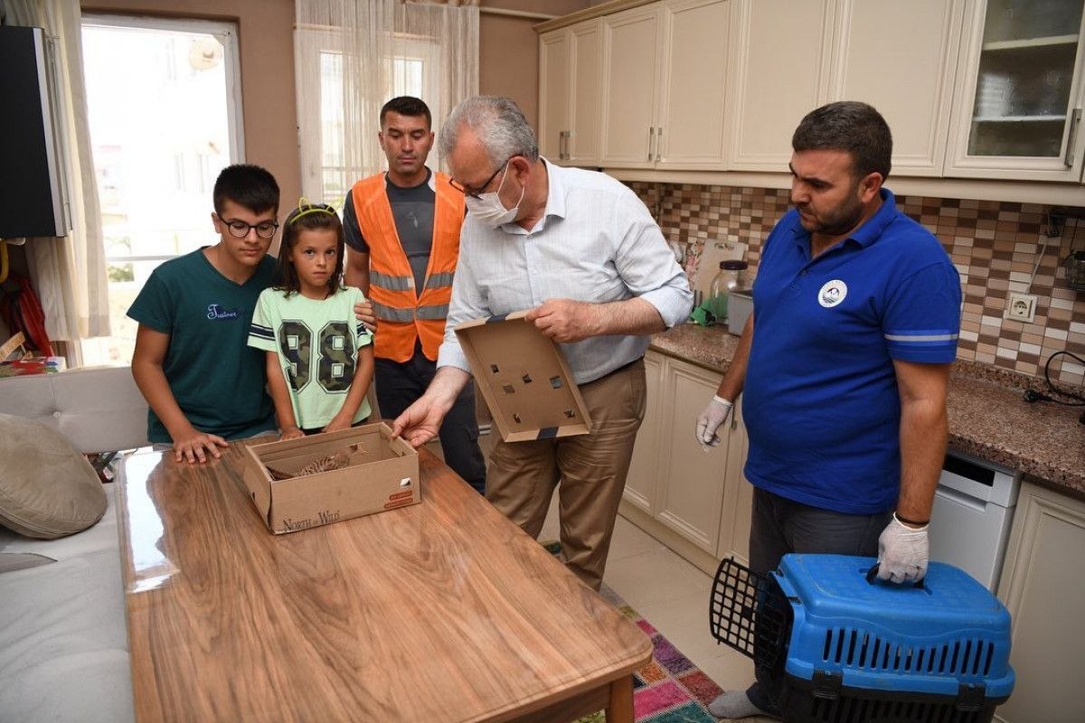 Edirne'de balkona konan yaralı atmaca, tedavi altında