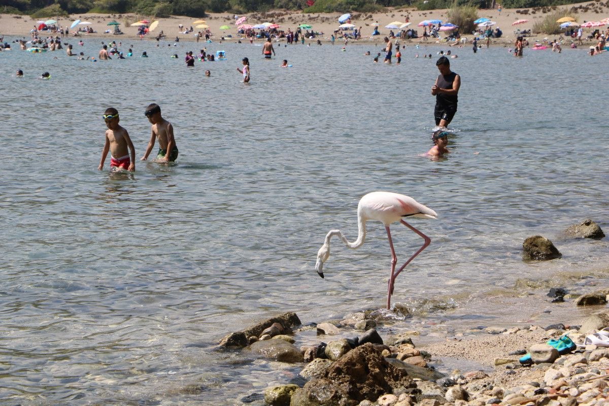 Phaselis Antik Kenti'nde flamingo sürprizi