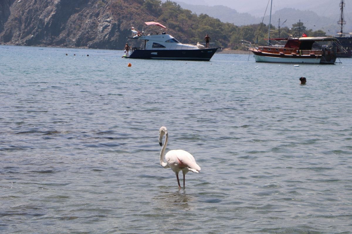 Phaselis Antik Kenti'nde flamingo sürprizi