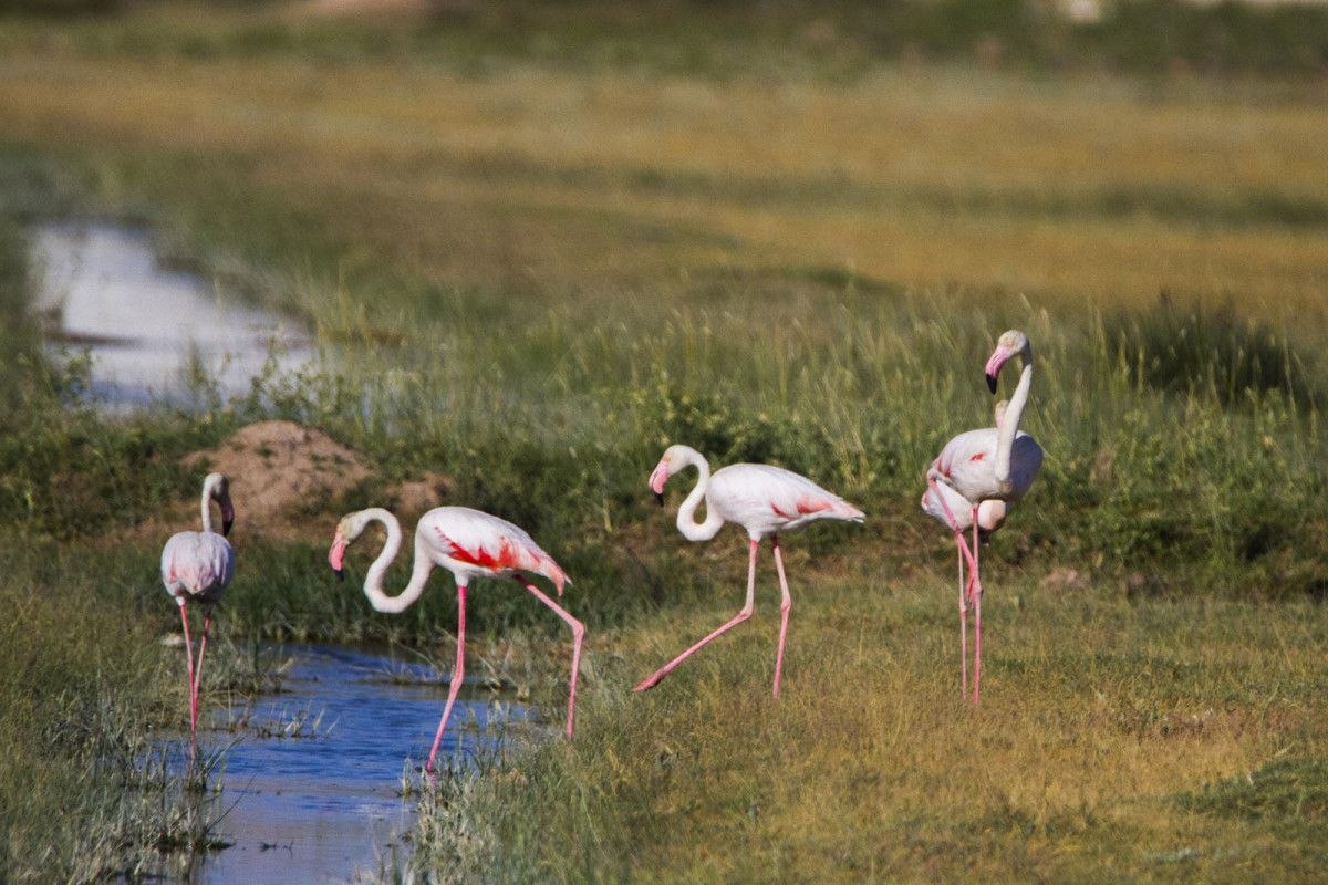 Flamingoları para için kutulara koyup kaçırdılar