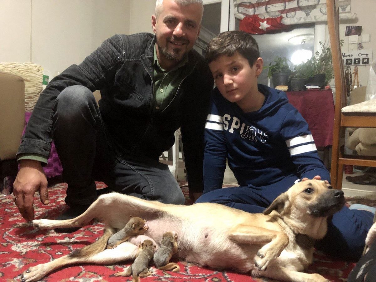 Isparta'da evsiz kalan sincaplara köpek annelik yaptı
