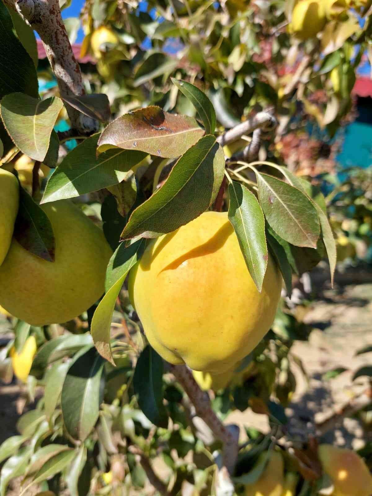 Çorum'da armut hasadı başladı