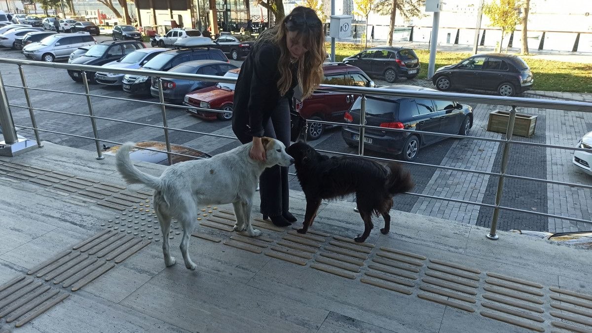 Zonguldak'ta köpek adliyeye girmeye çalıştı