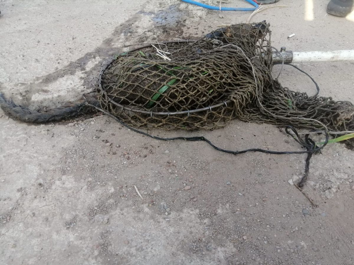 Manisa'da havuza düşen tilkinin yardımına fabrika çalışanları koştu