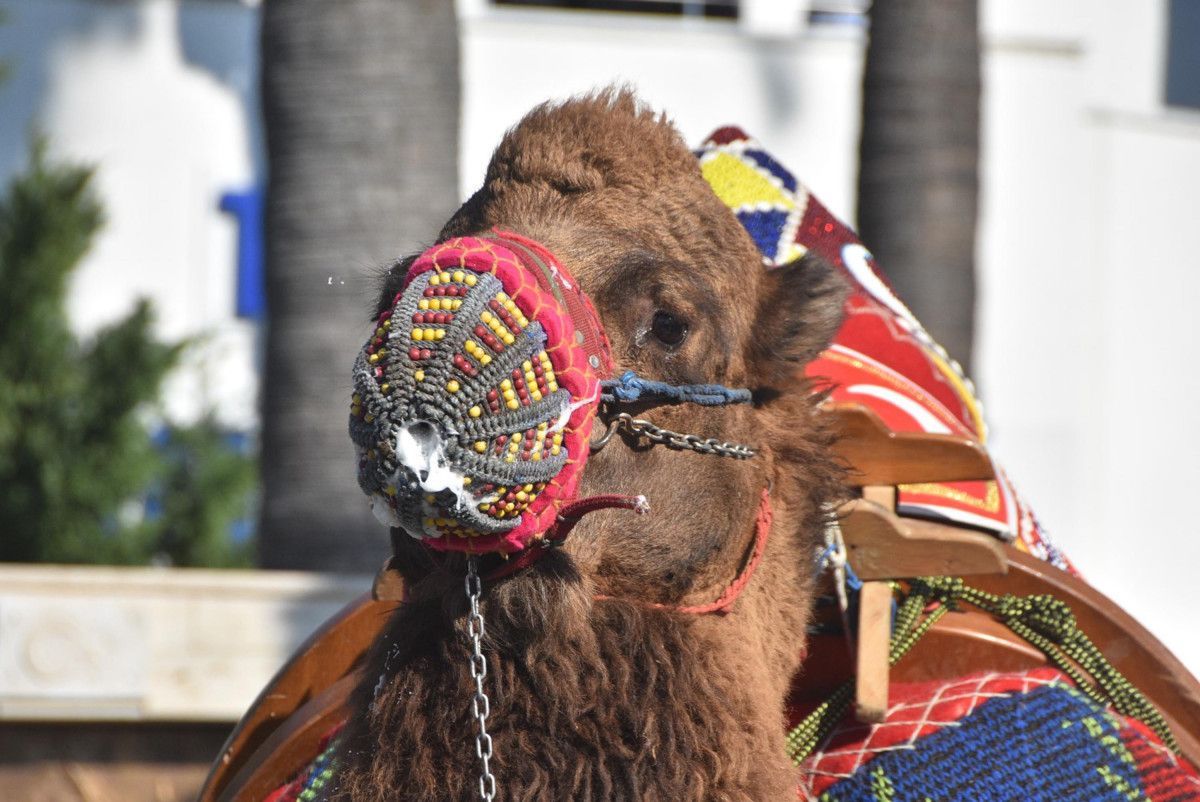 Bodrum'daki turistler sokağa çıkan develerle fotoğraf çektirdi