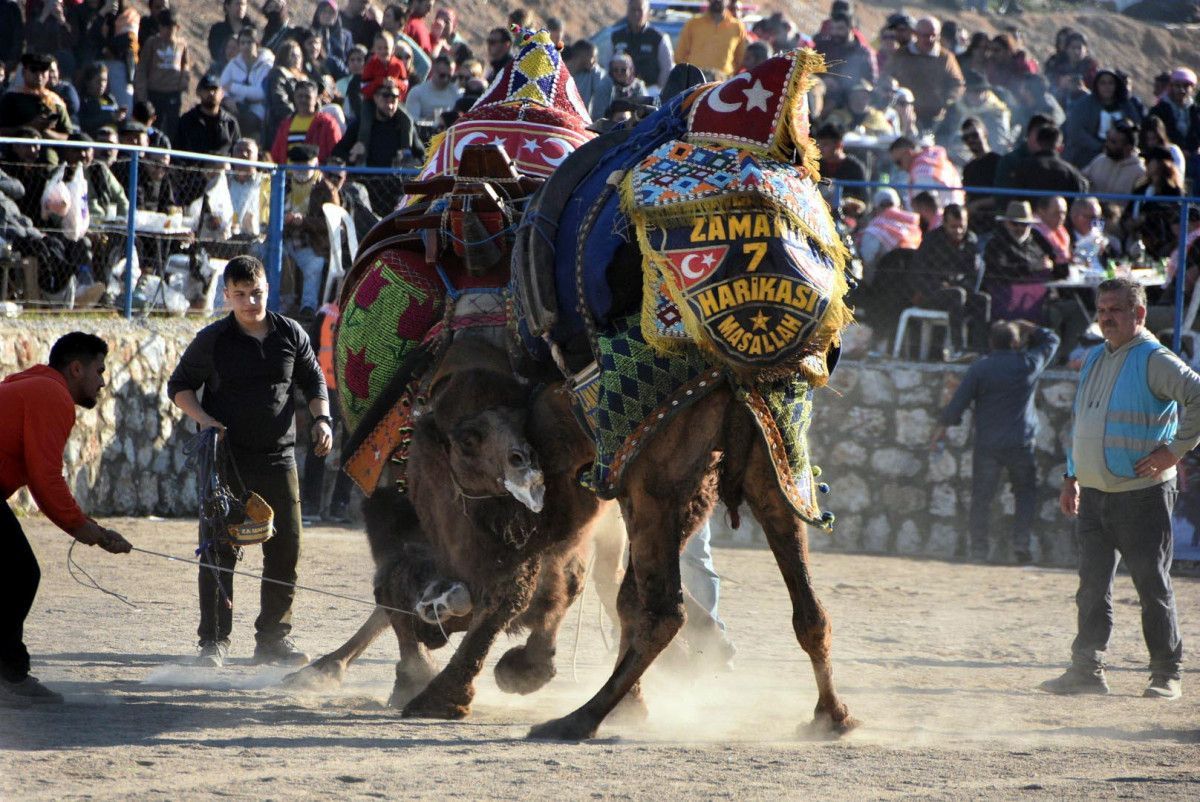 Bodrum'da deve güreşi festivalinde renkli anlar