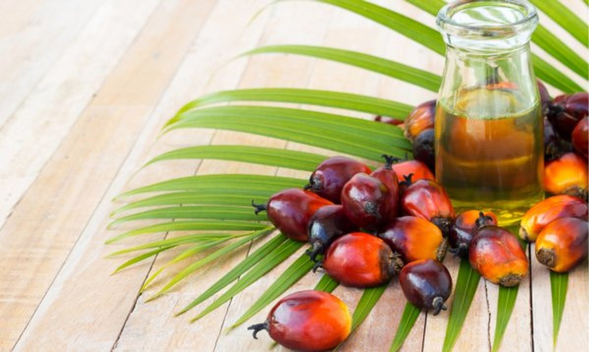 Palm yağı nedir