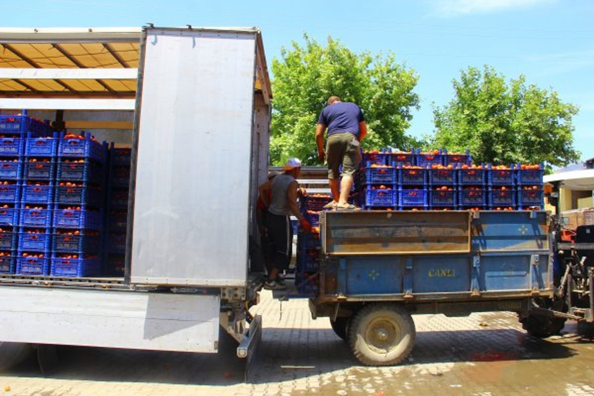 Aydın'da her gün 40 ton taşıyan hamalların günlüğü 150 TL