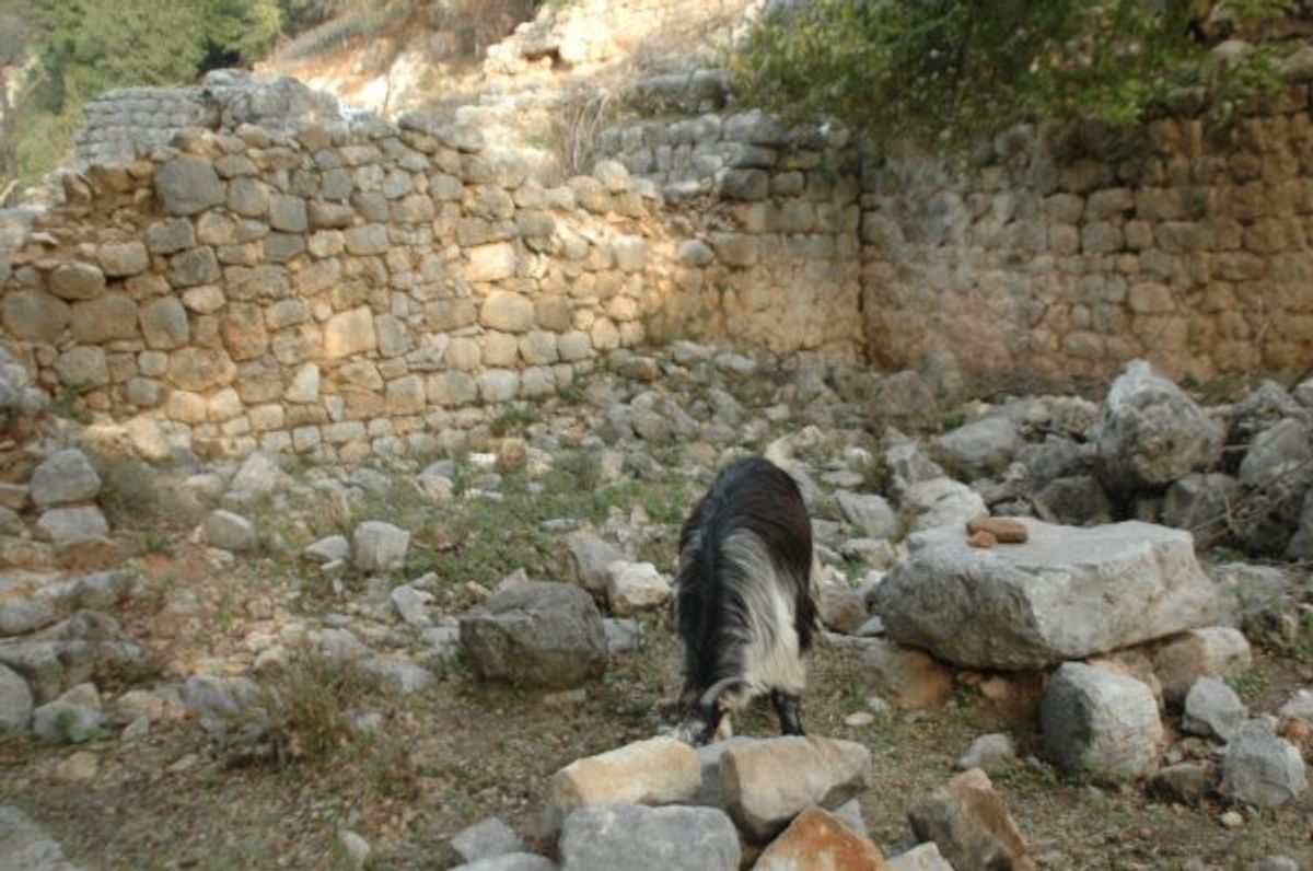 Keçilerini otlatan çoban, tarih buldu