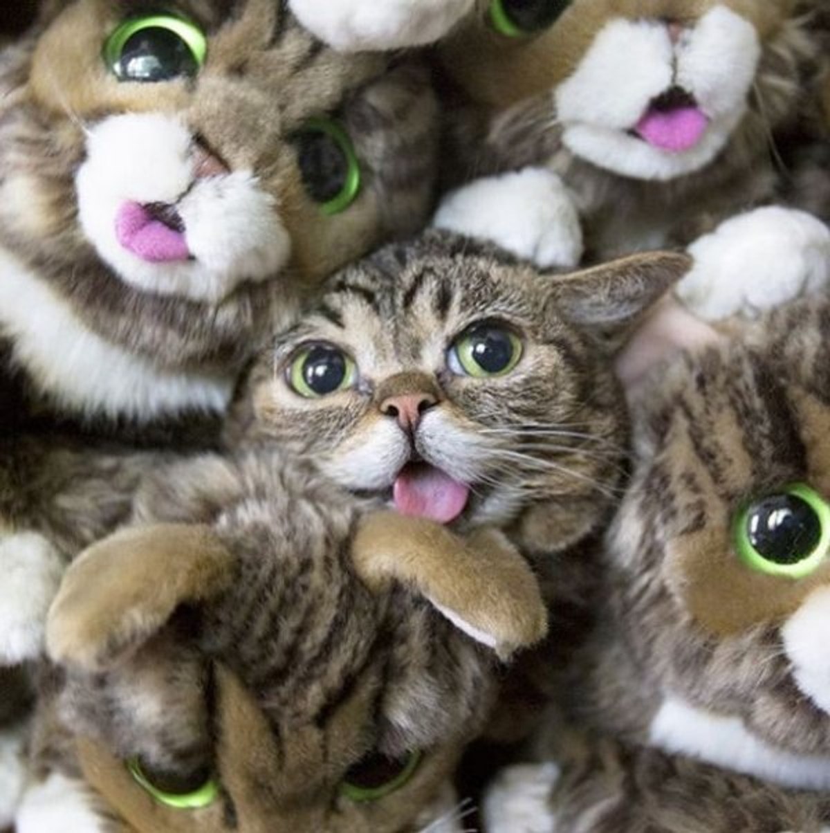 İnternet fenomeni kedi Lil Bub öldü