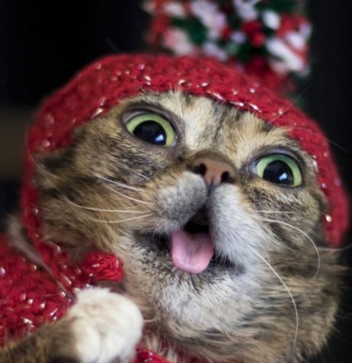İnternet fenomeni kedi Lil Bub öldü