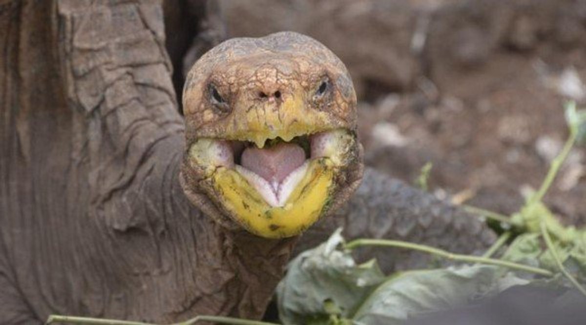 Asırlık kaplumbağa Diego yıllar sonra Galapagos'a dönüyor