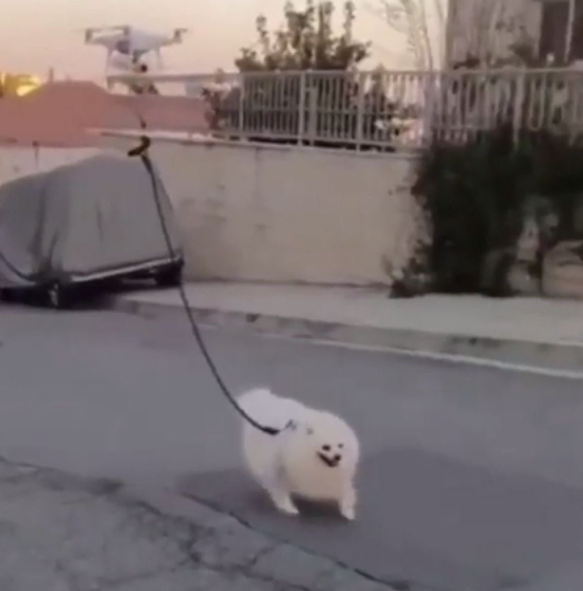 Karantinayı bozmamak için köpeğini drone ile gezdirdi