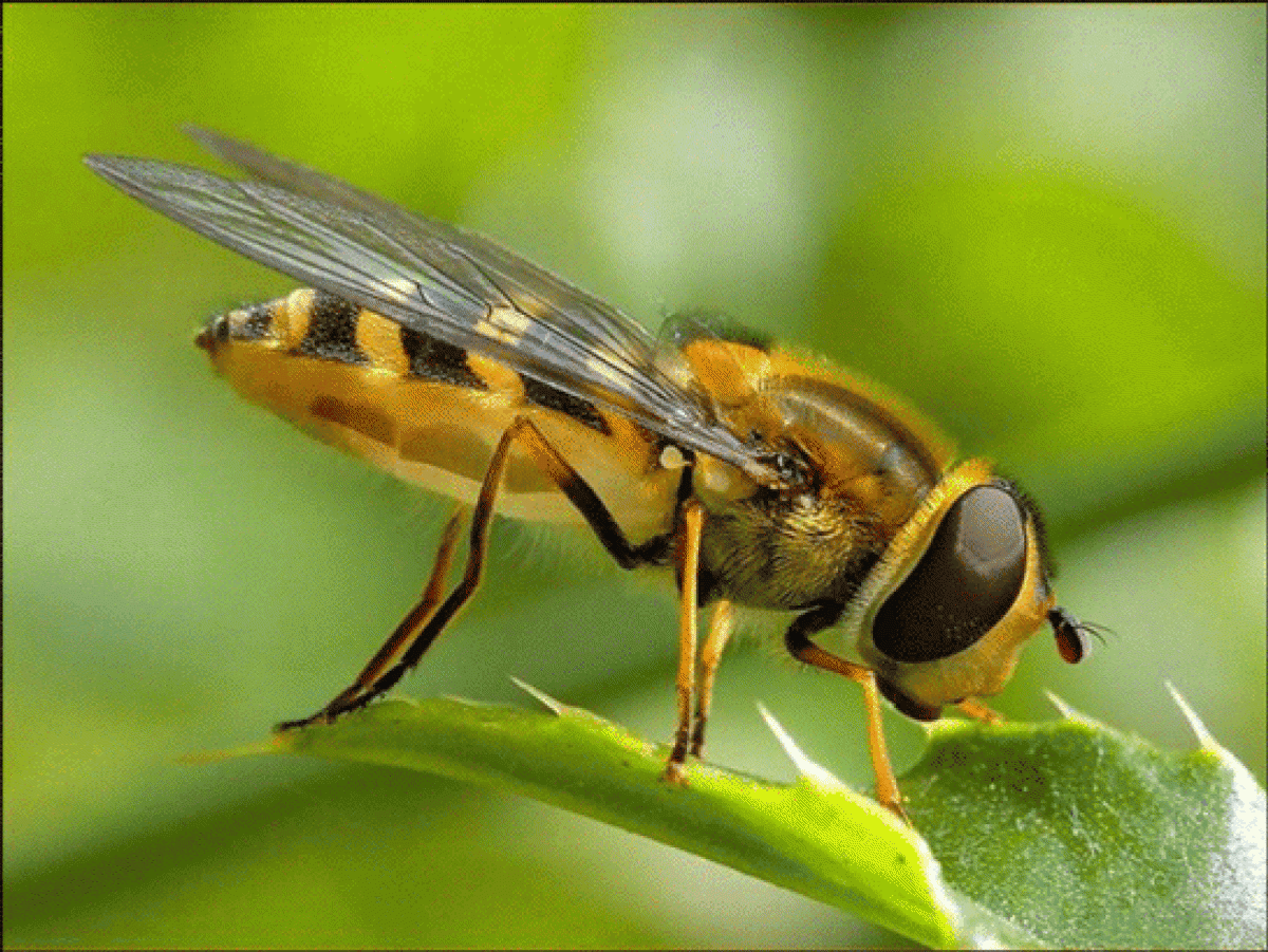Propolis nedir