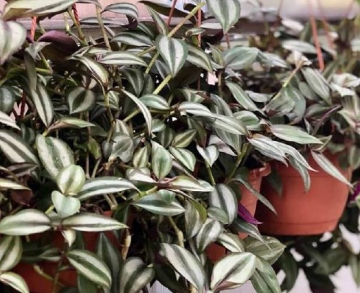 Tradescantia nedir