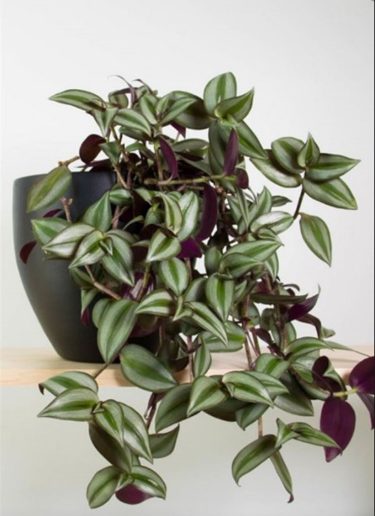 Tradescantia nedir