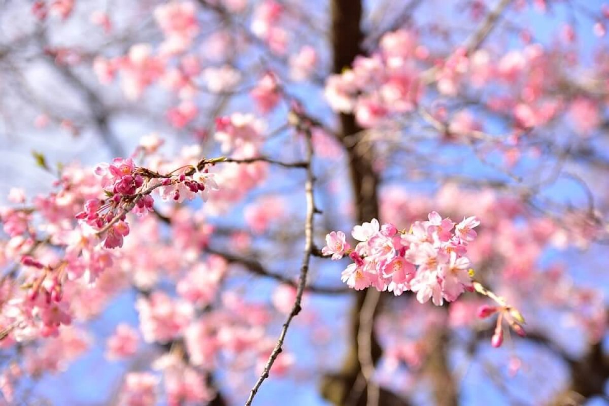 Sakura nedir