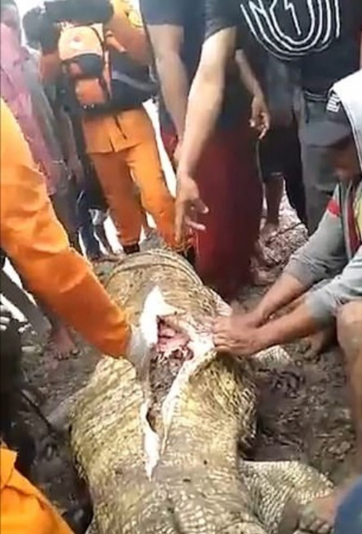 Endonezya'da kadının vücudu timsahın midesinden çıktı