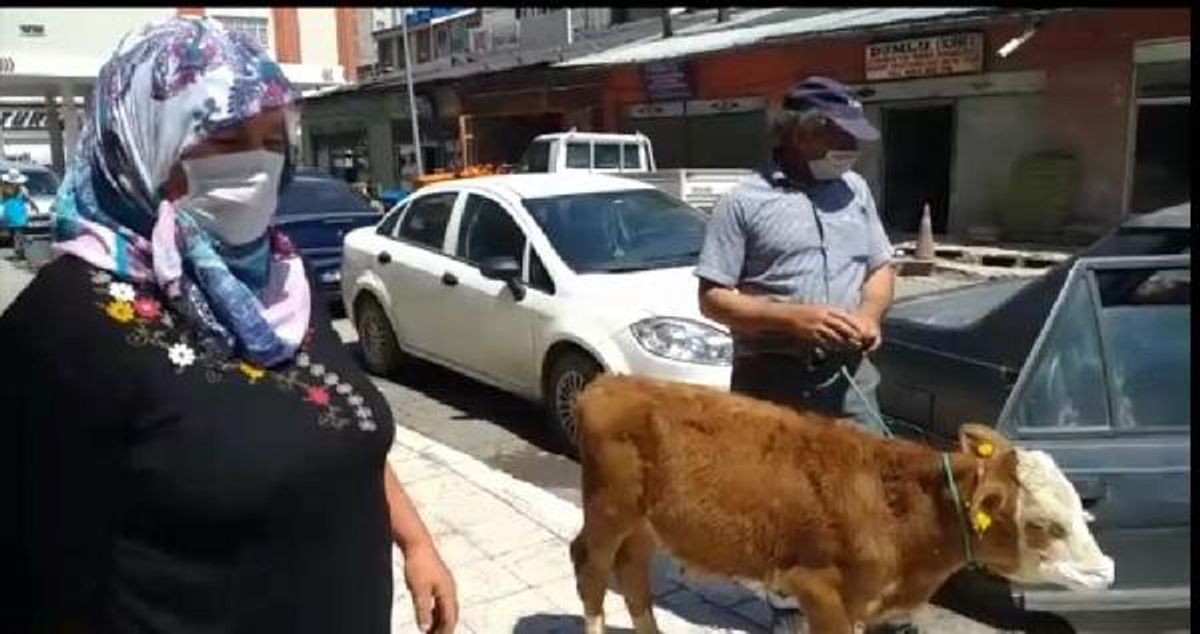 Kars'ta veterinere giden buzağıya maske takıldı