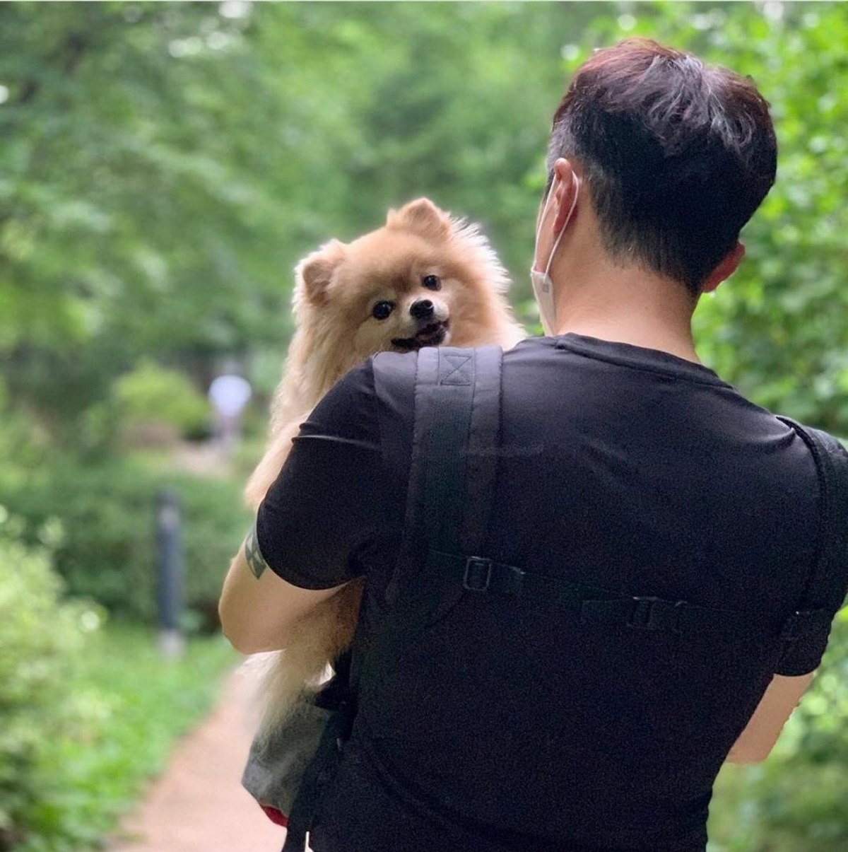 Popüler Köpek Pomeranian Boo Fiyatları ve Diğerlerinden Ayrılan Özellikleri