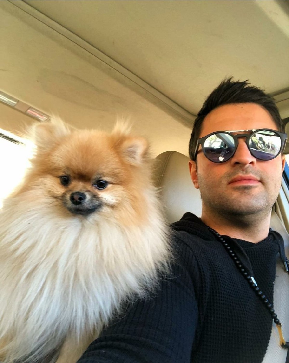 Popüler Köpek Pomeranian Boo Fiyatları ve Diğerlerinden Ayrılan Özellikleri