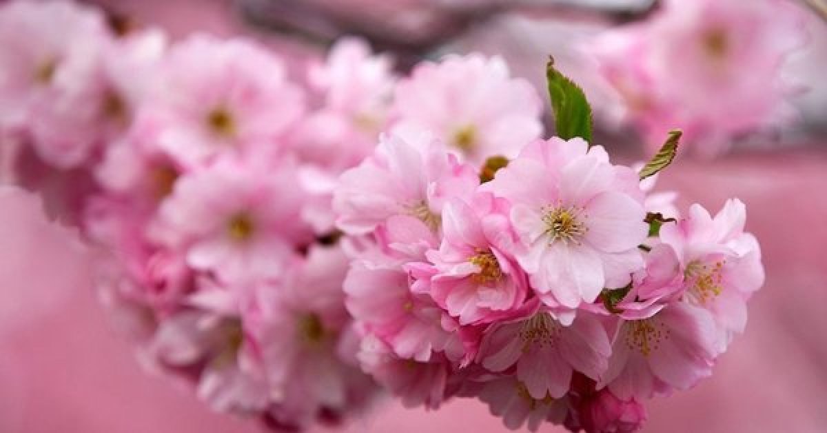 Çam ve Sakura nedir? Başakşehir Şehir Hastanesi'ne ismi verilen Sakura'nın anlamı nedir?