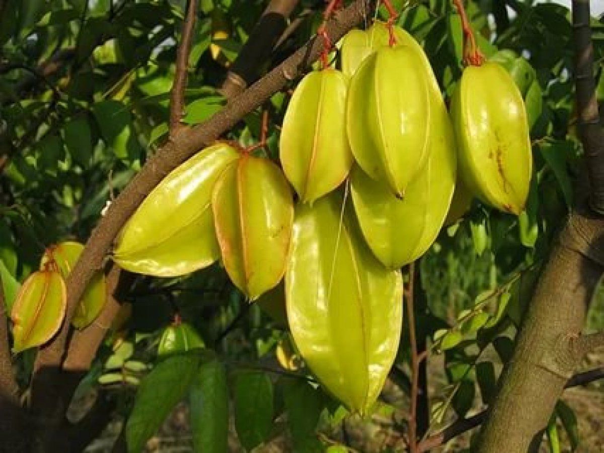 Karambola nedir