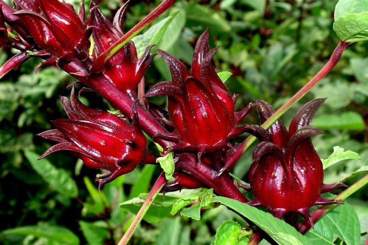 Hibiskus nedir