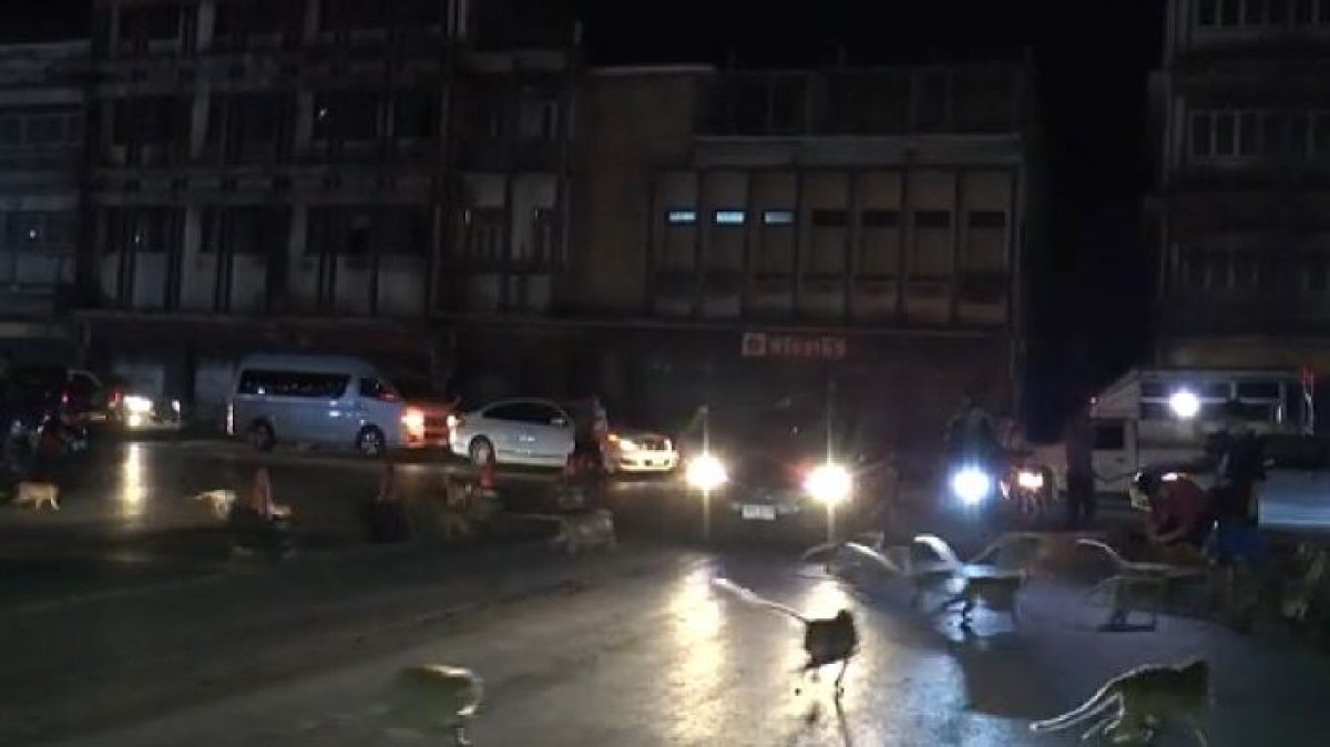 Tayland’da maymunlar havai fişek gösterisinden korktu