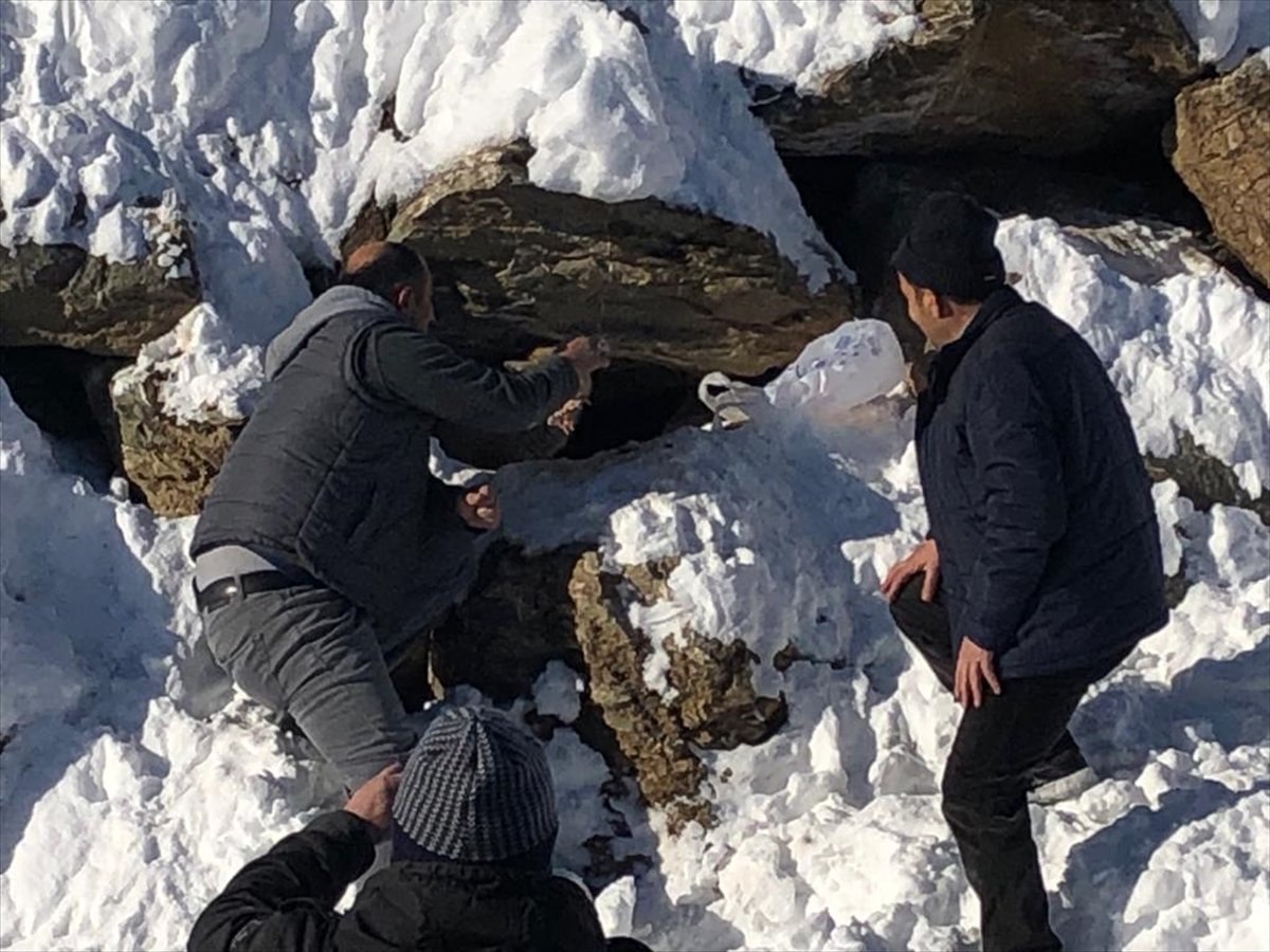 Hakkari'de İl Özel İdaresi ekipleri tilkiyi besledi