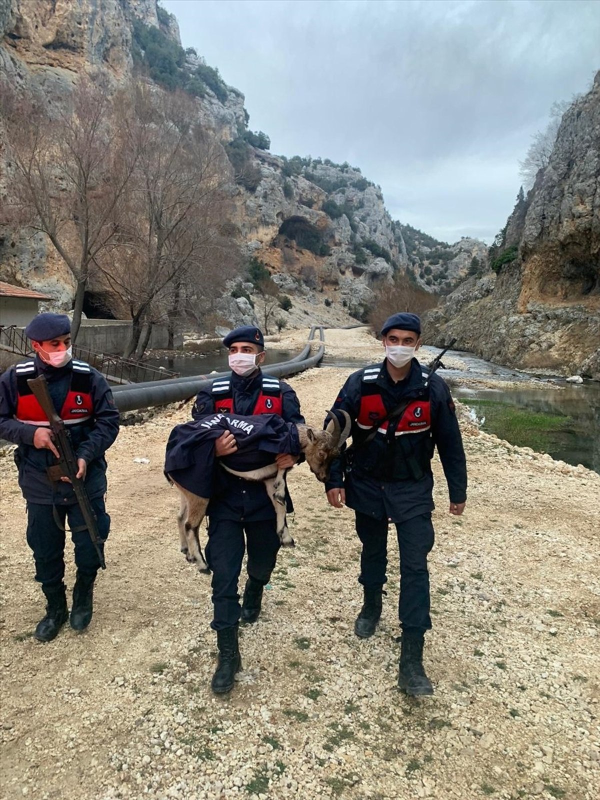 Mersin'de yaban keçisi yavrusu donmak üzereyken bulundu