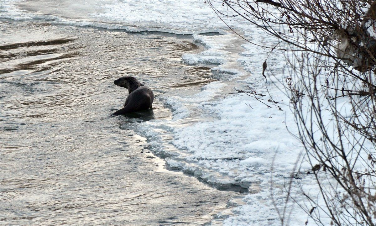 Kars Çayı'nda su samurları, avlanmaya çalışırken görüntülendi