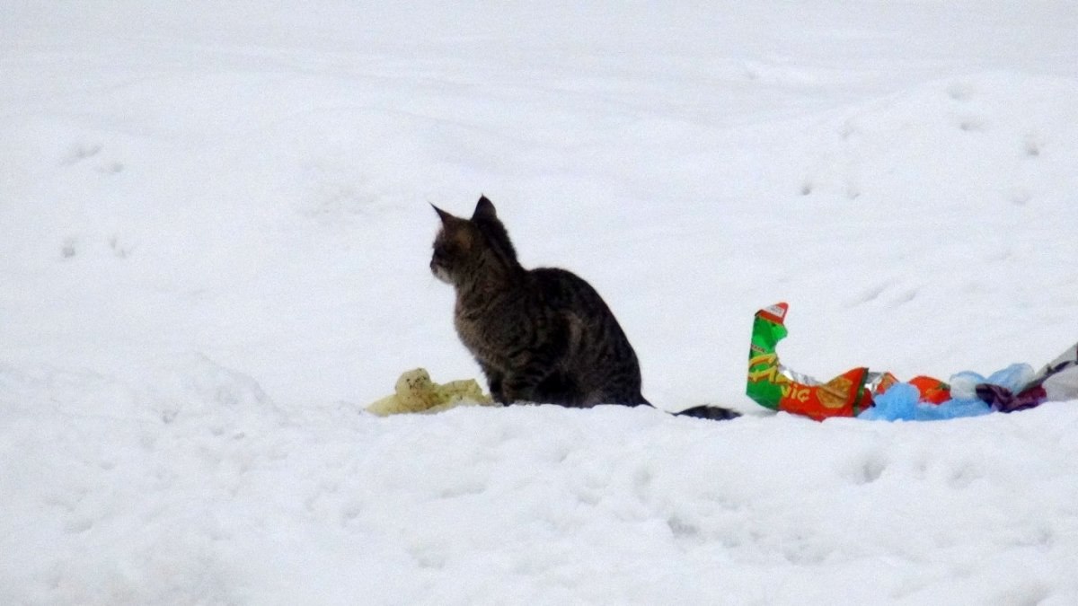 Bitlis'te kafası teneke kutusuna sıkışan kedi kurtarıldı