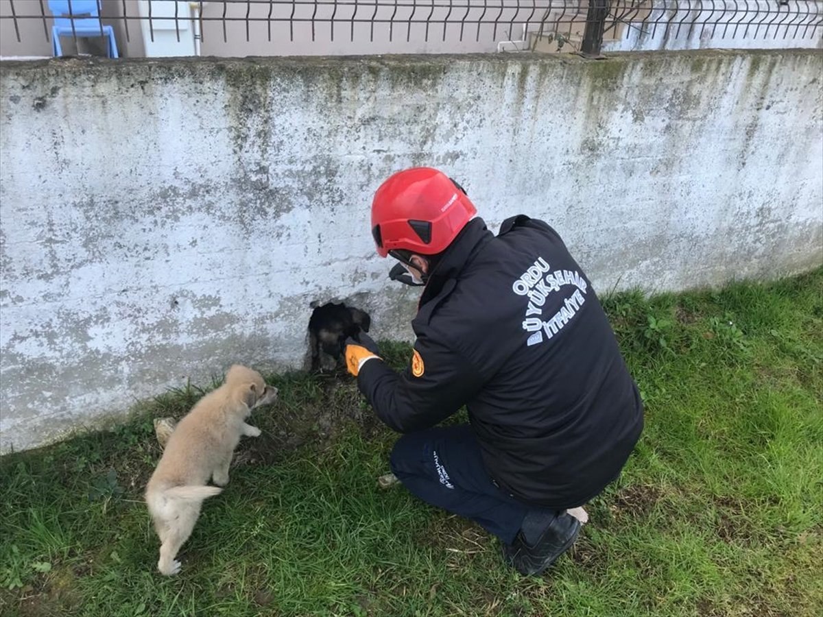 Ordu'da bahçe duvarına sıkışan köpek kurtarıldı