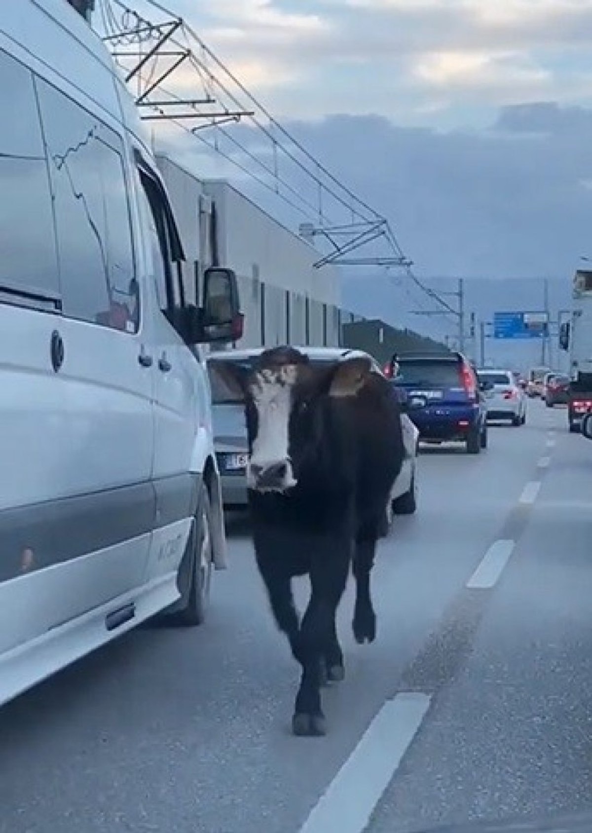 Bursa'da bir dana, trafiğe çıktı