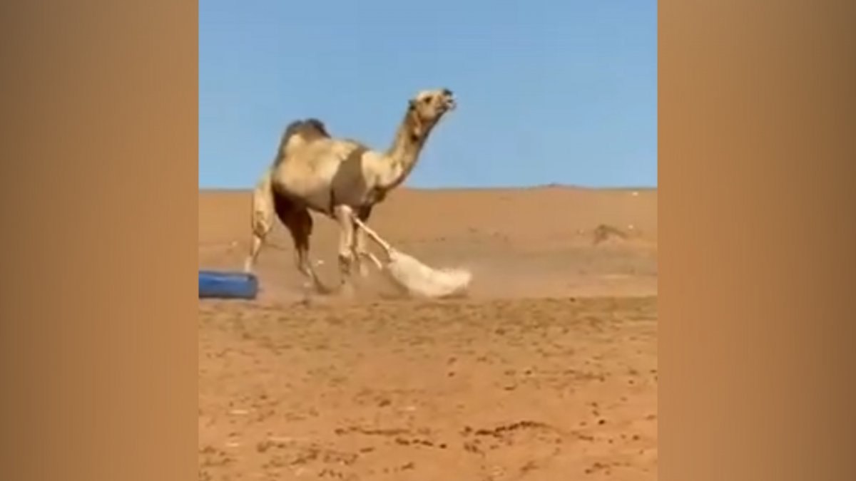 Eşeğe hayatının dersini veren deve