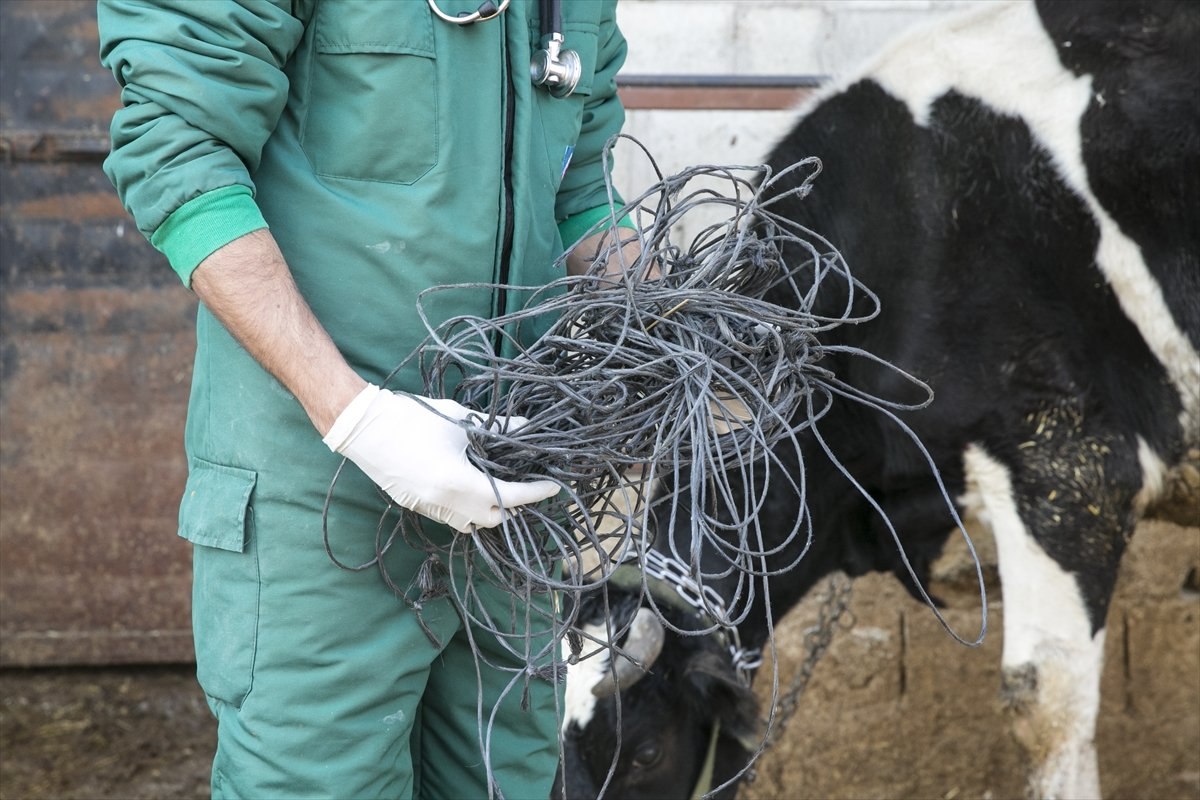 Hatay'da ineğin karnından 15 kilo halat çıktı