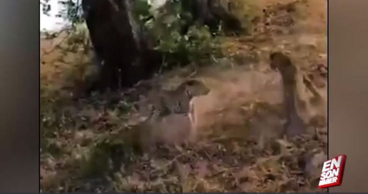 Kruger Ulusal Parkı'nda iki leoparın yemek kavgası